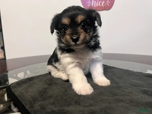 Yorkiepoo dogs for sale: Clyde - Ad 22