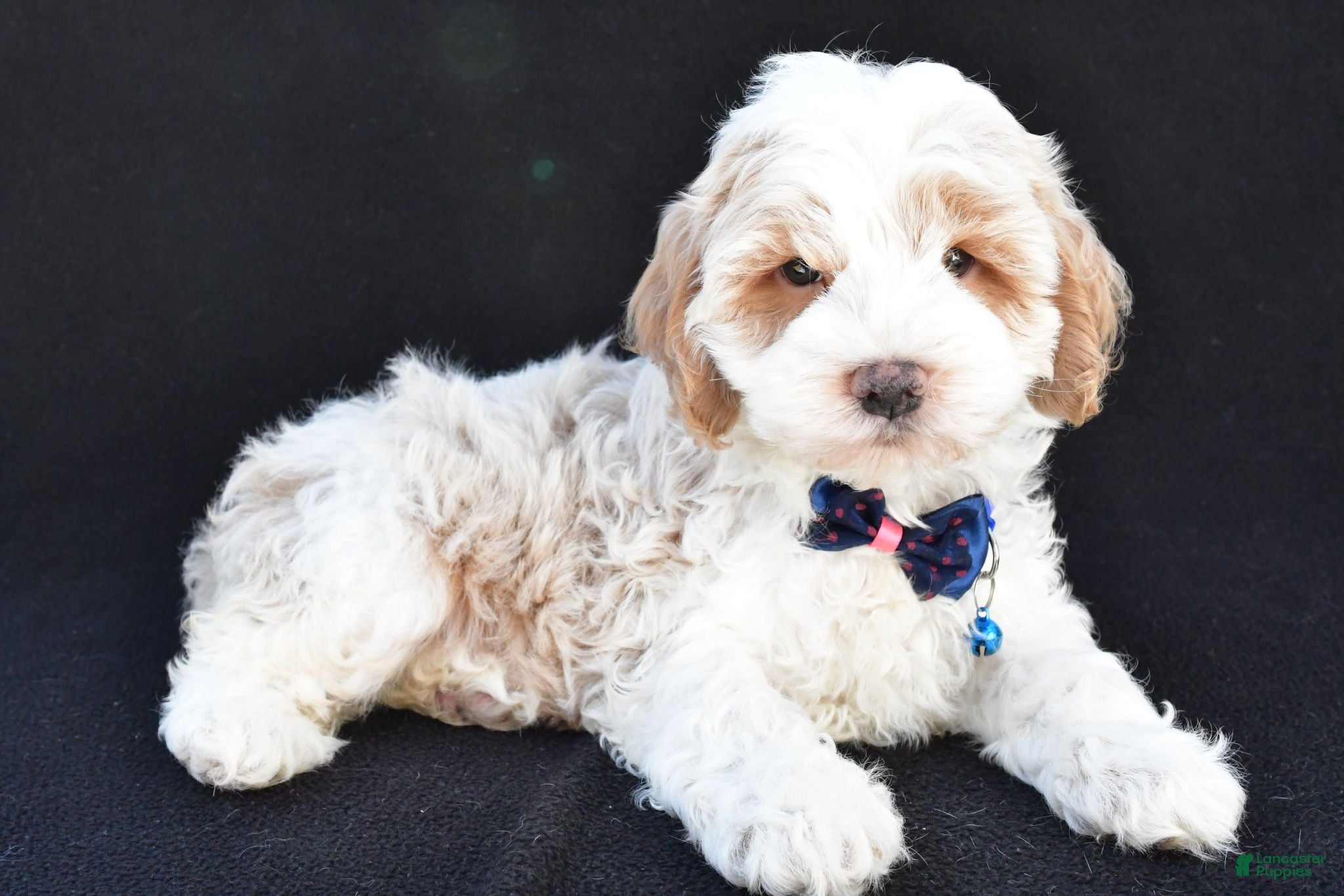 Cockapoo dogs Earl - Ad 2
