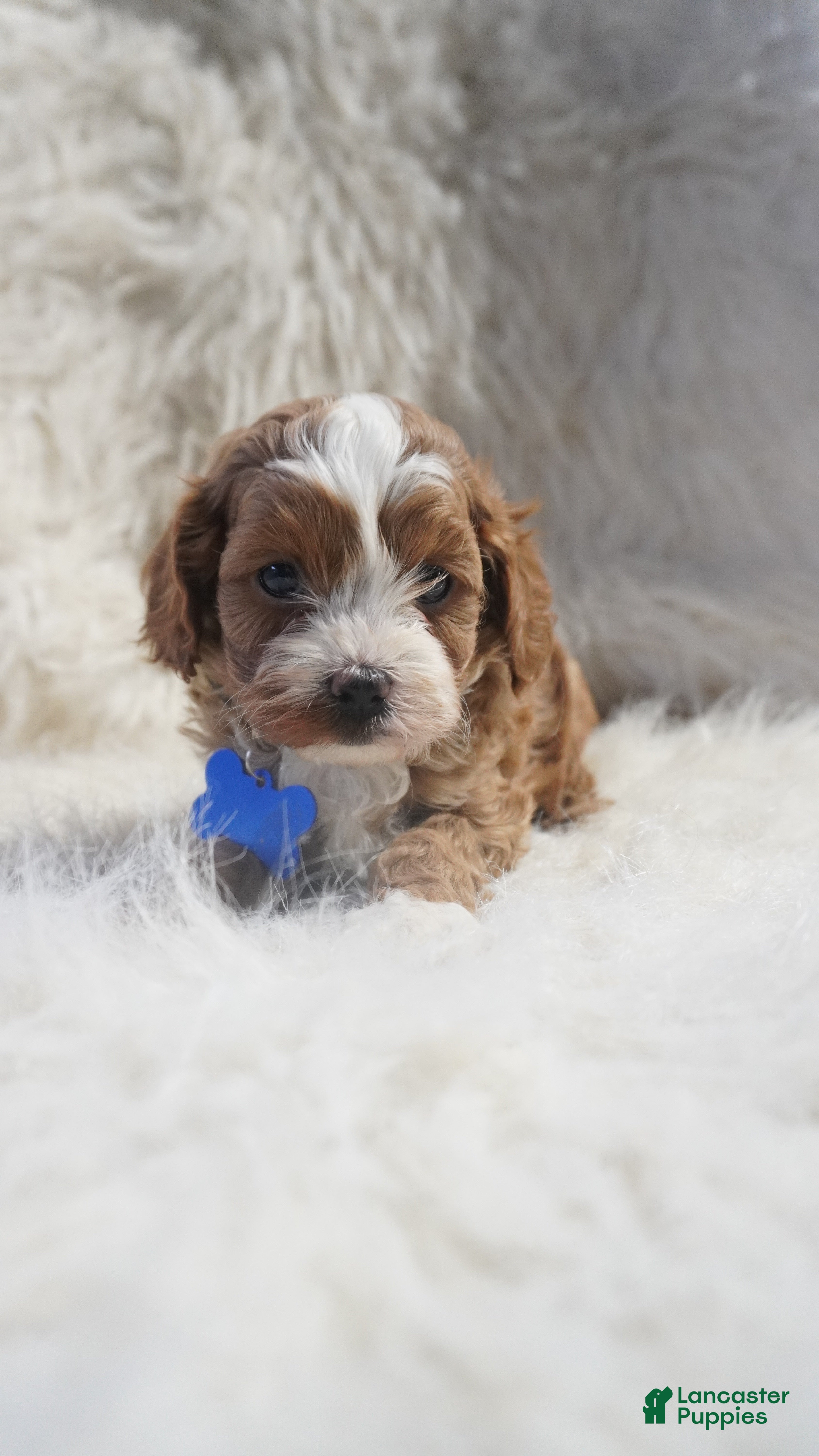 Cavapoo dogs Slater - Ad 2