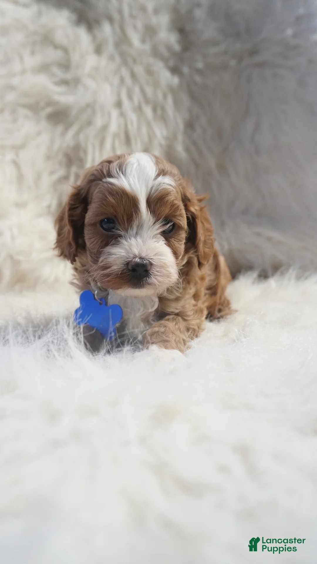 Cavapoo dogs for sale: Slater - Ad 2