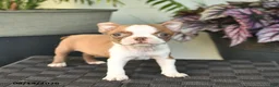Boston Terrier dogs for sale: Whimsy  - Ad 3