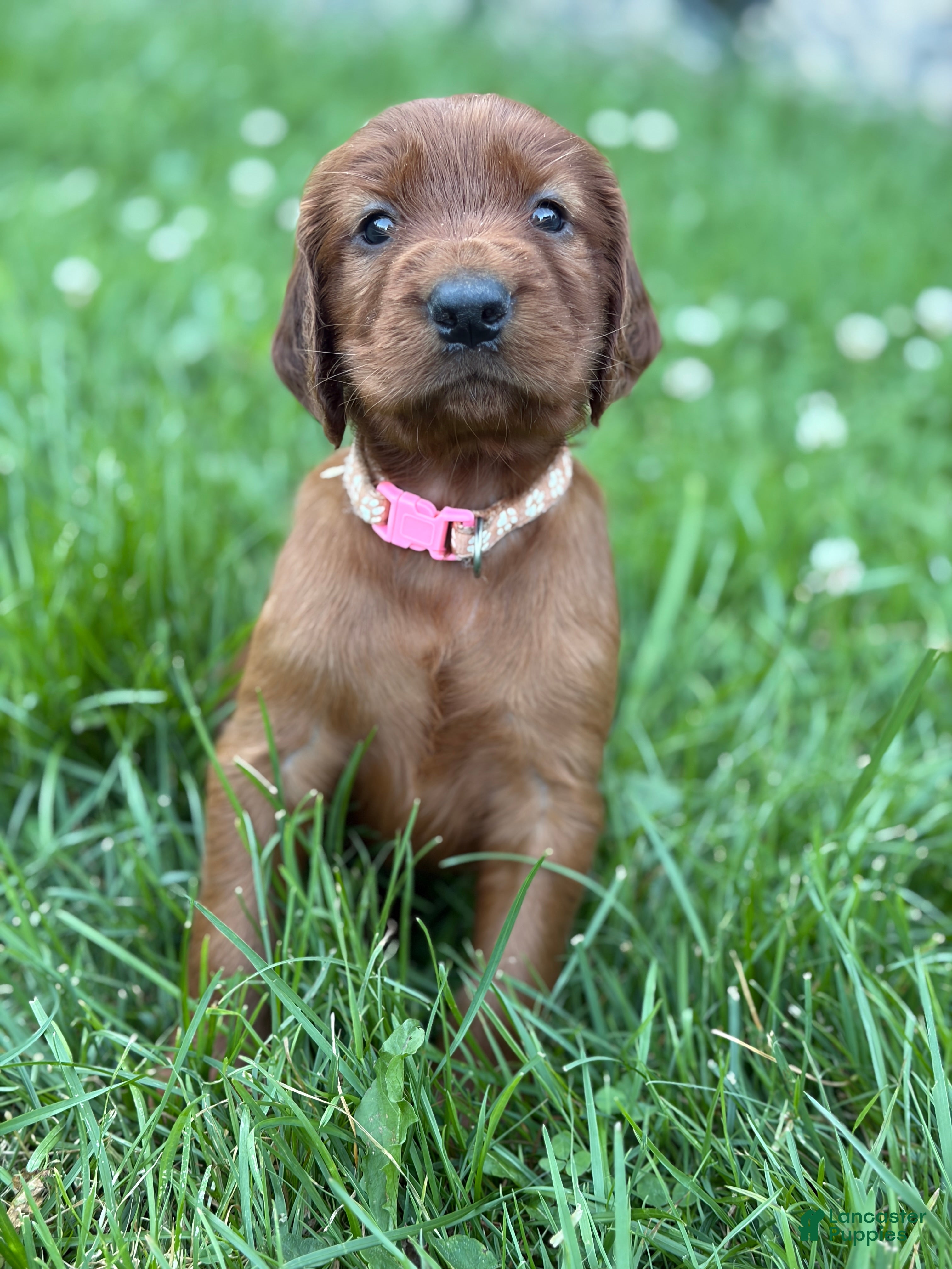 Irish Setter dogs Light pink collar  - Ad 38