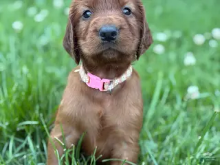 Irish Setter dogs Light pink collar - Ad 38