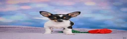 Chihuahua dogs for sale: OSA - Ad 15
