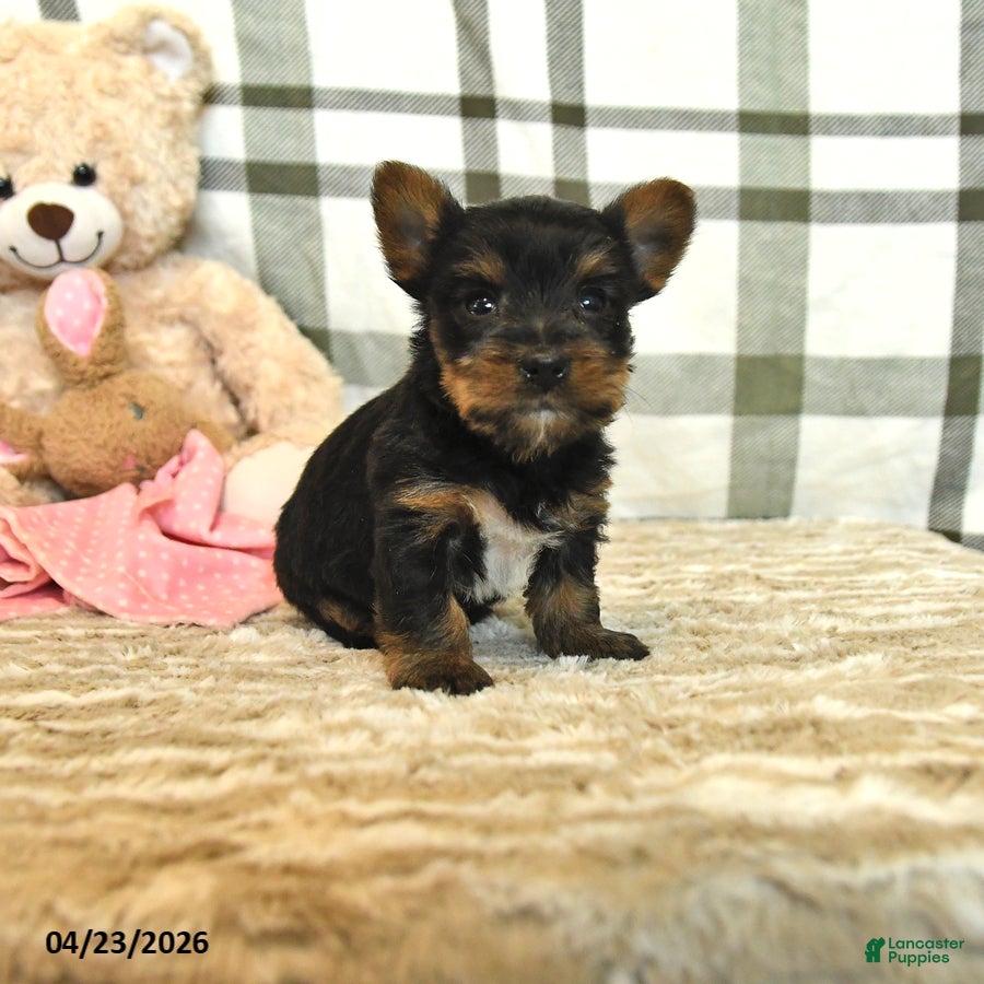 Yorkshire Terrier dogs Carlos - Ad 1