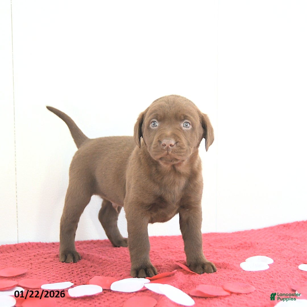 Labrador Retriever dogs for sale: Theo - Ad 4