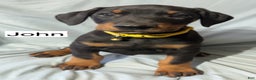 Doberman Pinscher dogs for sale: John - Ad 5