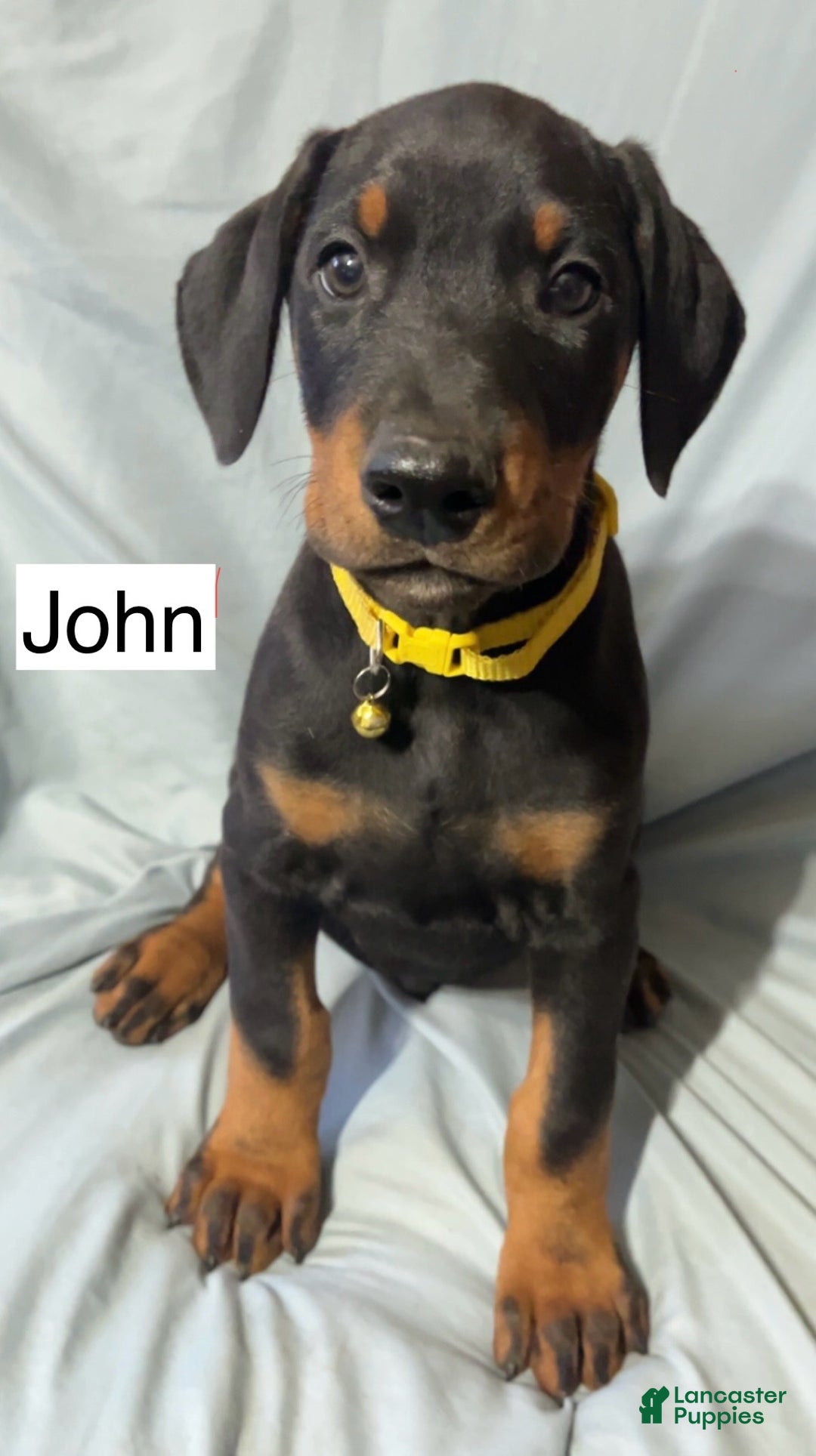 Doberman Pinscher dogs for sale: John - Ad 5