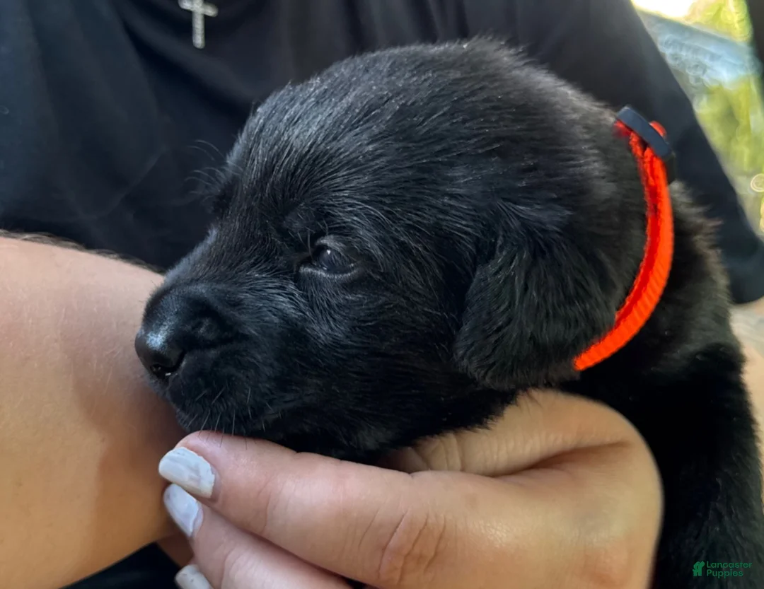 Labrador Retriever dogs for sale: Labrador Retriever 1 - Ad 12