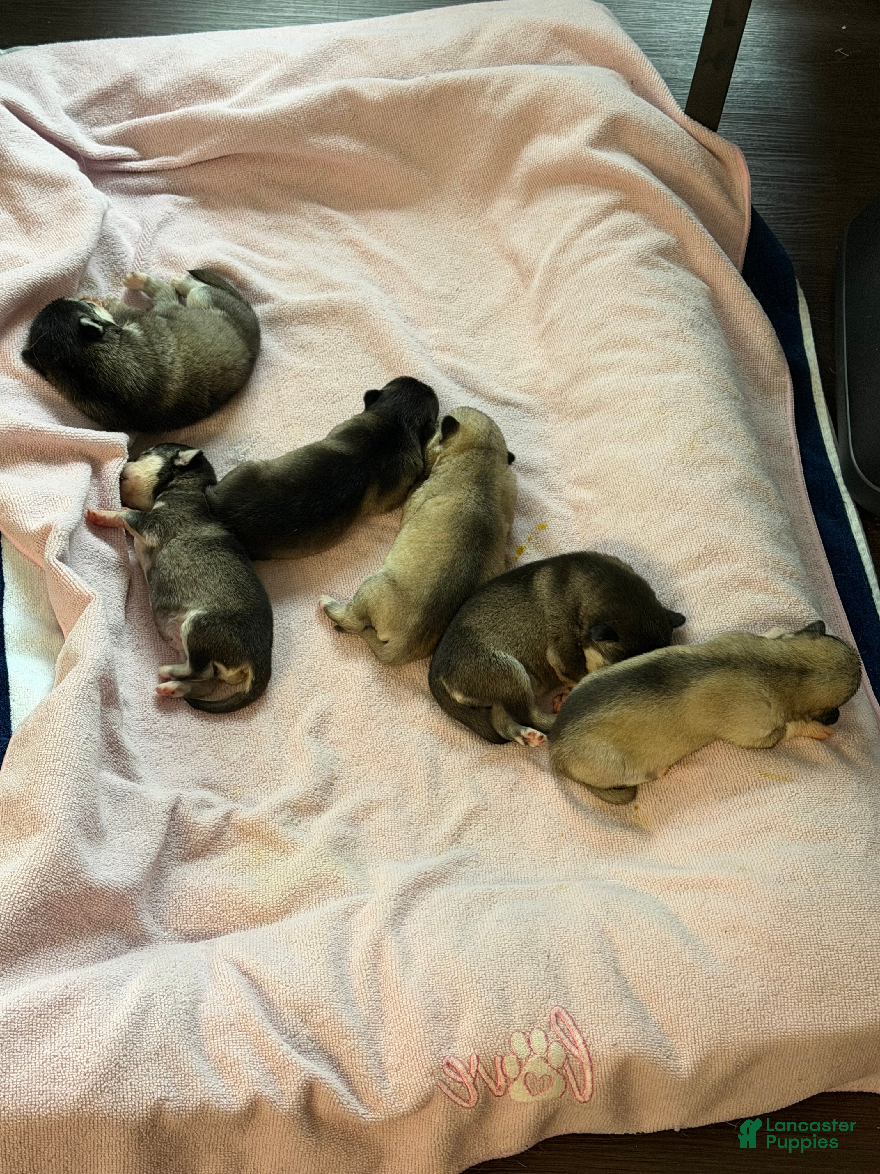 Alaskan Klee Kai