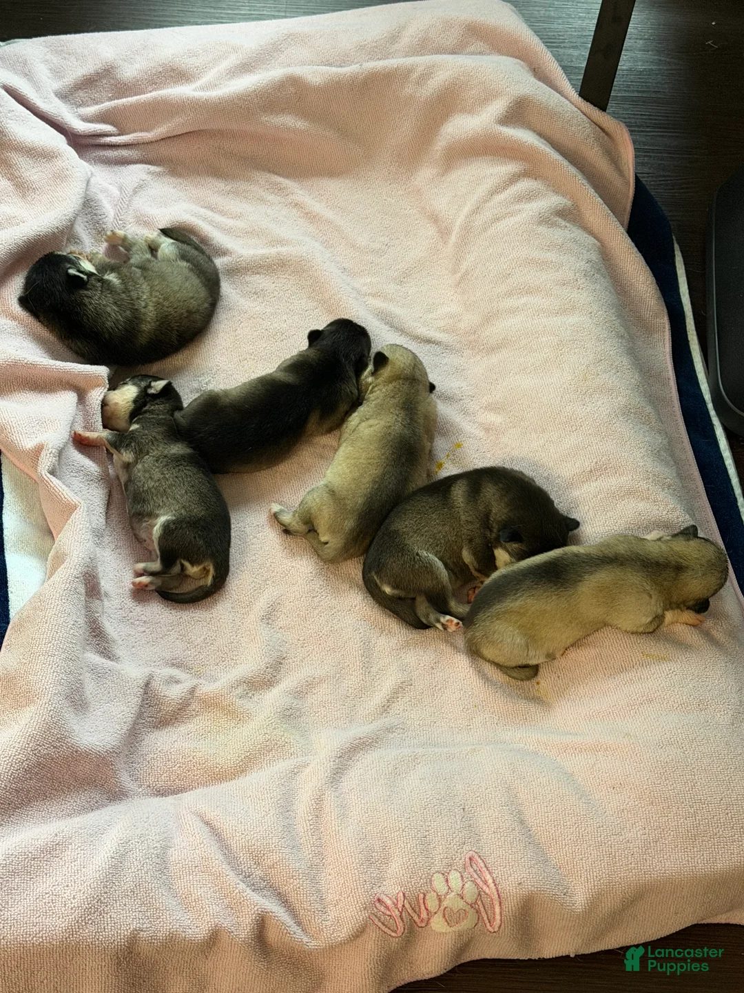 Alaskan Klee Kai dogs for sale: Alaskan Klee Kai 4 - Ad 1