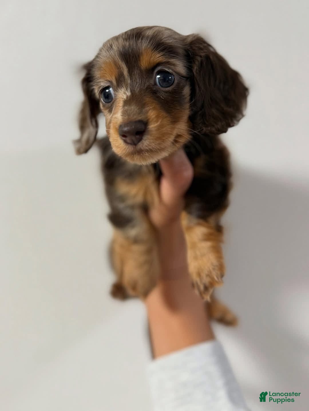 Miniature Dachshund dogs for sale: Dazzy - Ad 3