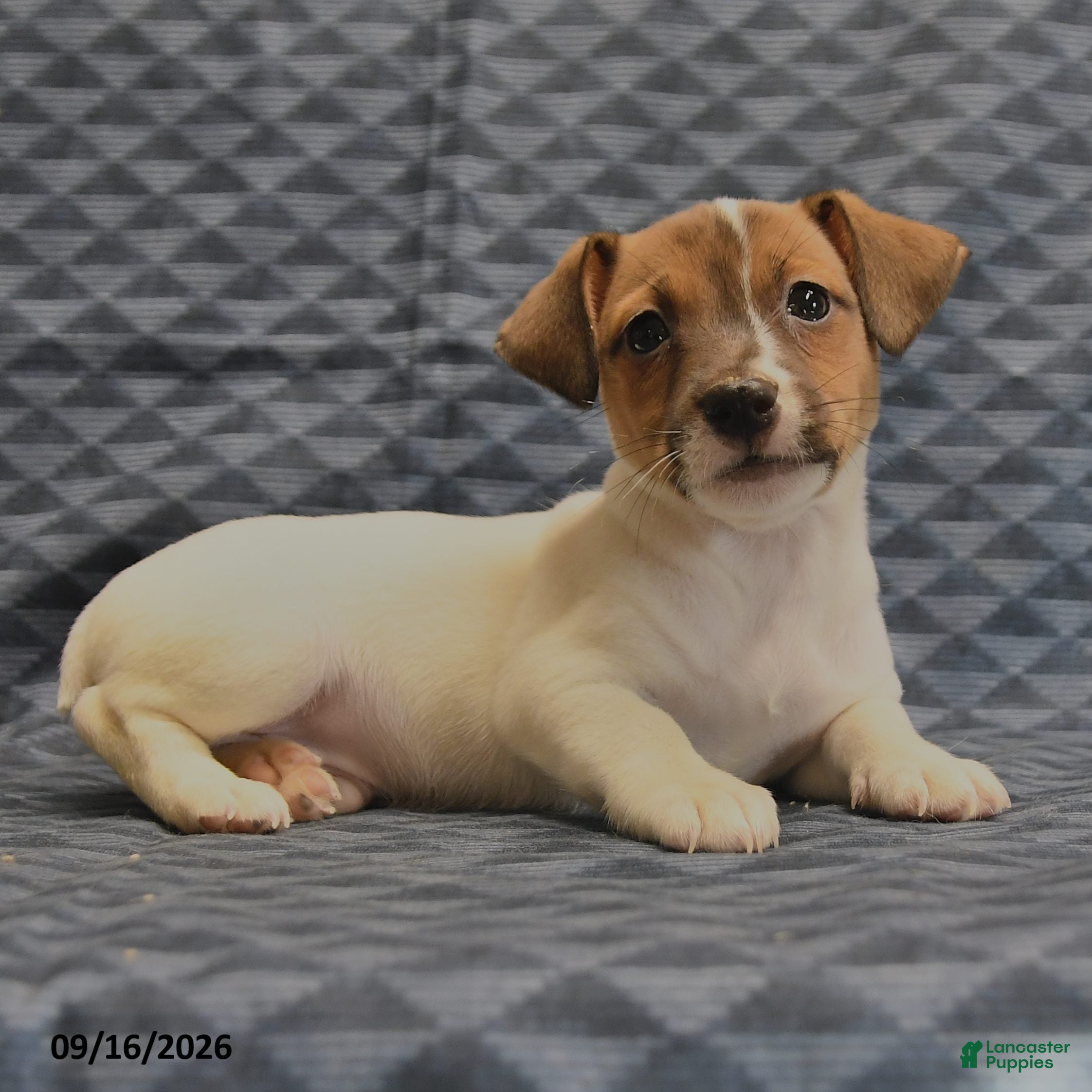 Jack Russell Terrier dogs Riley - Ad 2