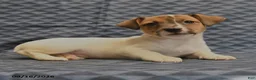 Jack Russell Terrier dogs for sale: Riley - Ad 2