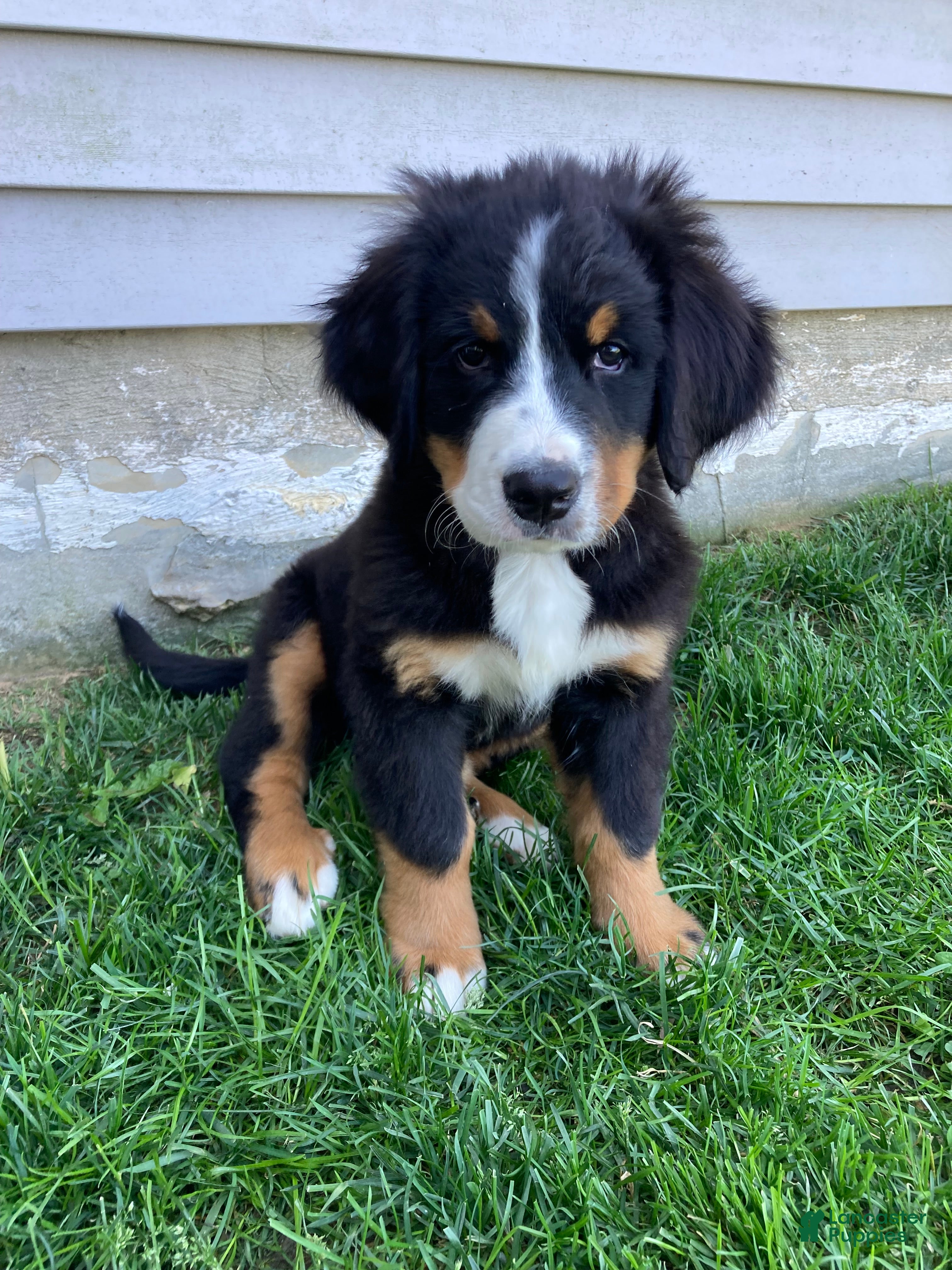 Bernese Mountain Dog dogs Sicily - Ad 1