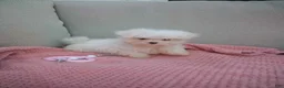 Maltese dogs for sale: Lily - Ad 1
