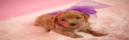 Maltipoo dogs for sale: Goldie - Ad 4