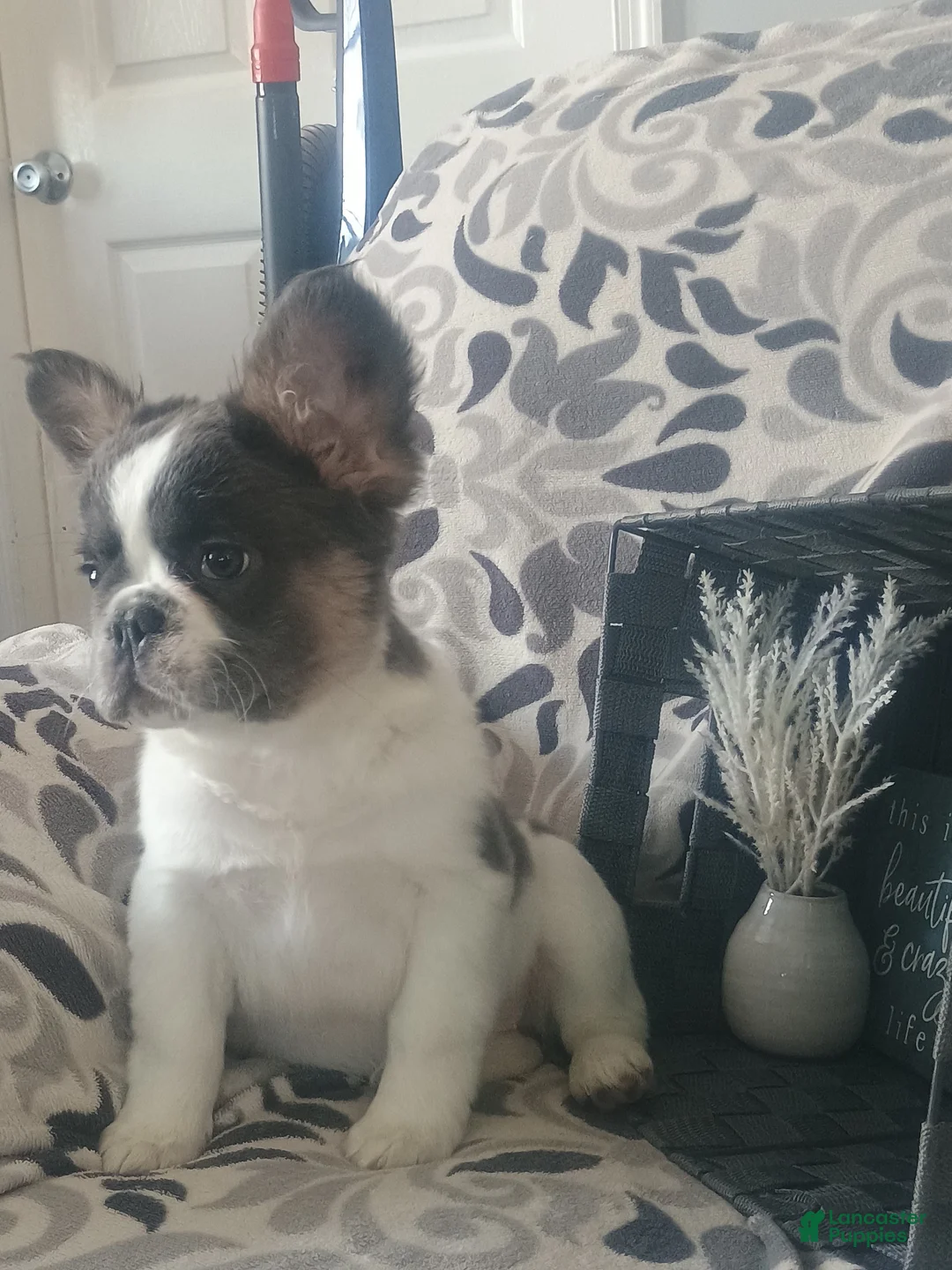 French Bulldog dogs for sale: Fluffy Tulip  - Ad 5