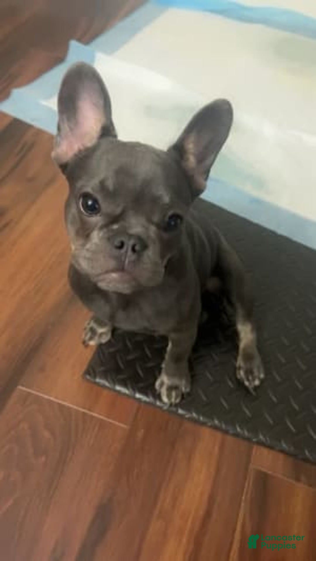 Gallery Image {{count}}