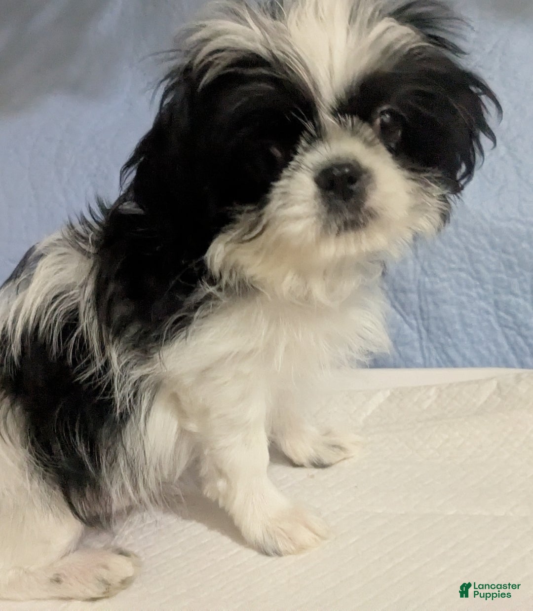 Shih Tzu dogs for sale: Freckles AKC Imperial  Shih Tzu  - Ad 7