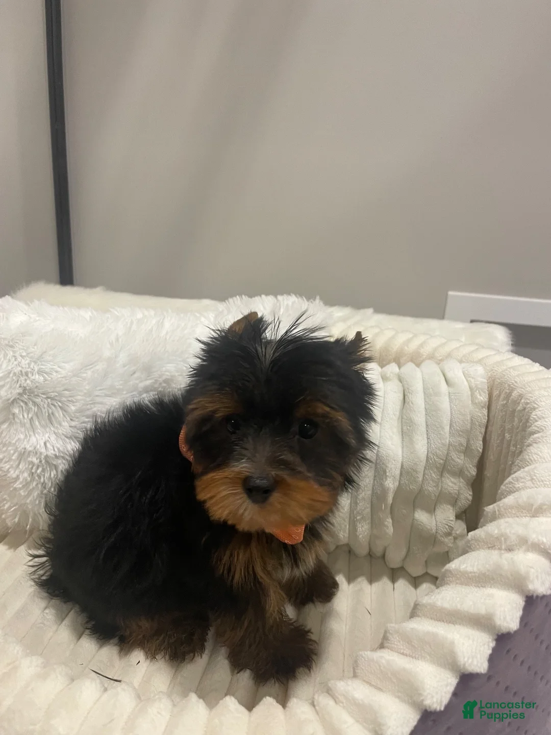 Yorkshire Terrier dogs for sale: Yorkshire Terrier 1 - Ad 2
