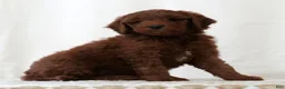 Mini Goldendoodle dogs for sale: Jase - Ad 2
