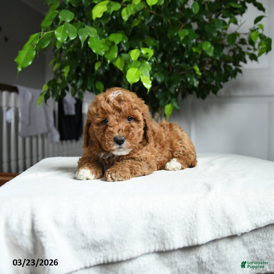Miniature Poodle dogs Collin - Ad 2