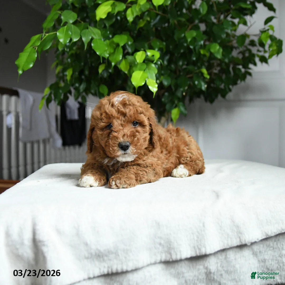 Miniature Poodle dogs for sale: Collin - Ad 2