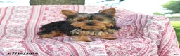 Yorkshire Terrier dogs for sale: Teddy - Ad 4