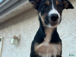 Border Collie dogs - Ad 1