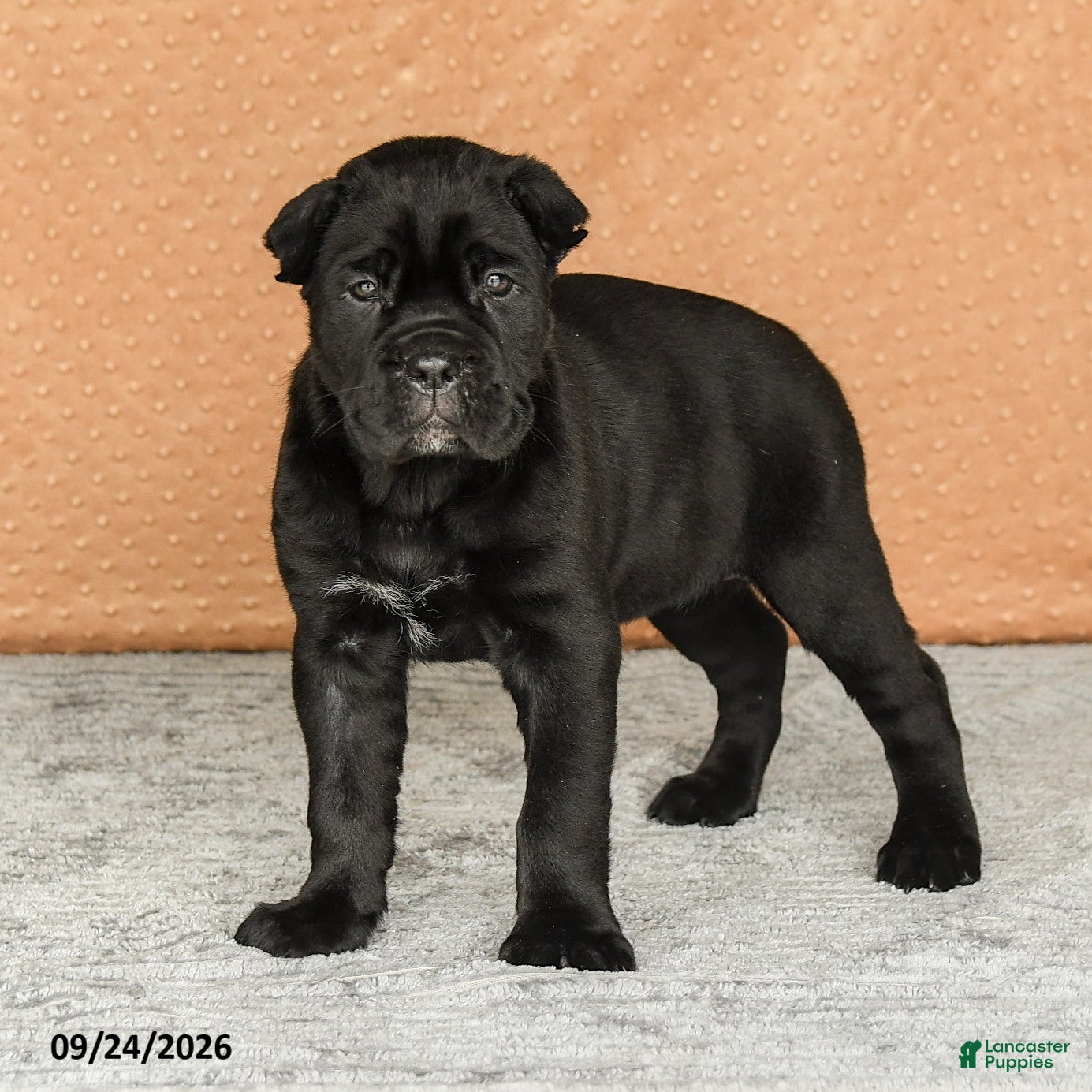 Cane Corso dogs Reign - Ad 1