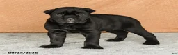 Cane Corso dogs for sale: Reign - Ad 1