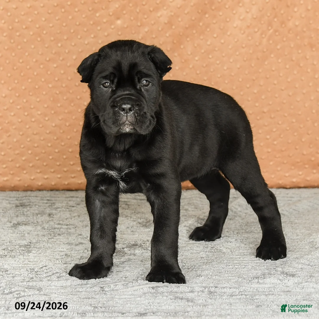 Cane Corso dogs for sale: Reign - Ad 1