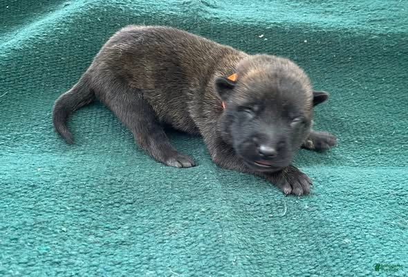 Mixed Breed dogs Orange Male  - Ad 1