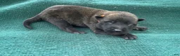 Mixed Breed dogs for sale: Male Puppy 3 - Ad 1