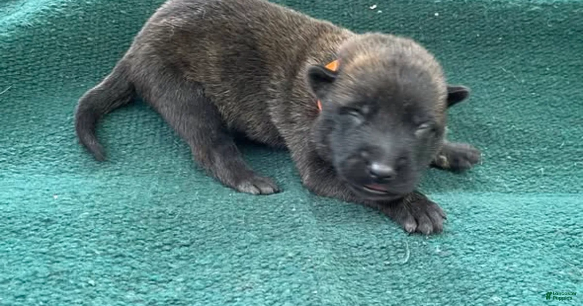 Belgian Malinois mix Puppies for sale | Lancaster Puppies