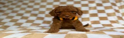 Cockapoo dogs for sale: Mathew  - Ad 3