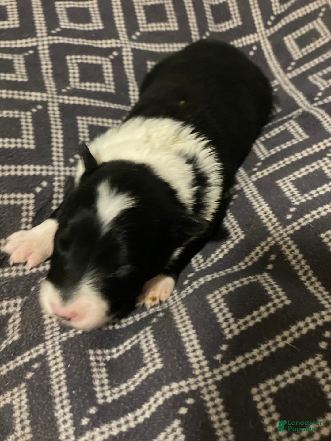 Border Collie dogs for sale: Splinter  - Ad 1