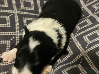 Border Collie dogs Border Collie Puppy 6 - Ad 9