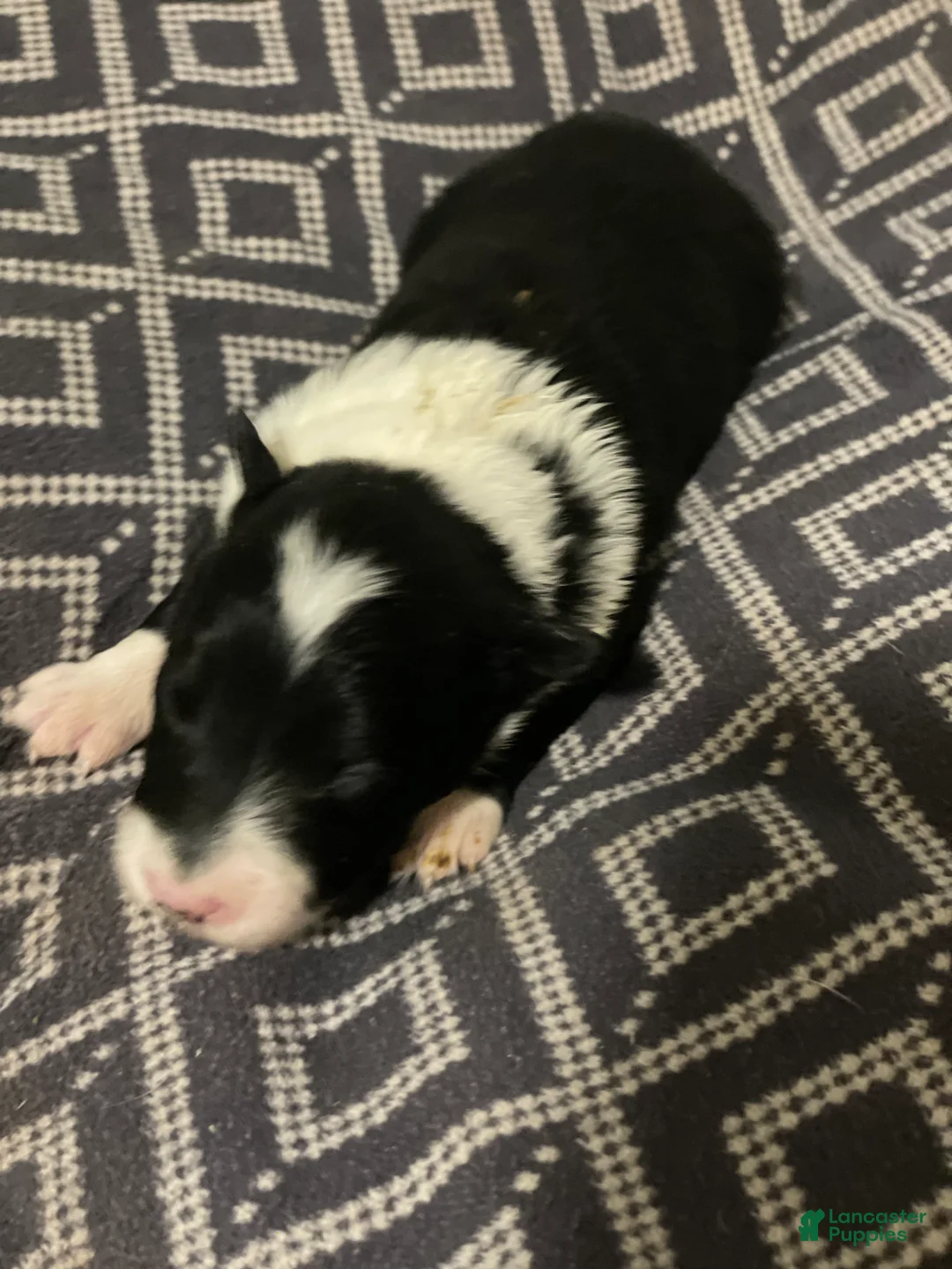 Border Collie dogs for sale: Mikey - Ad 8
