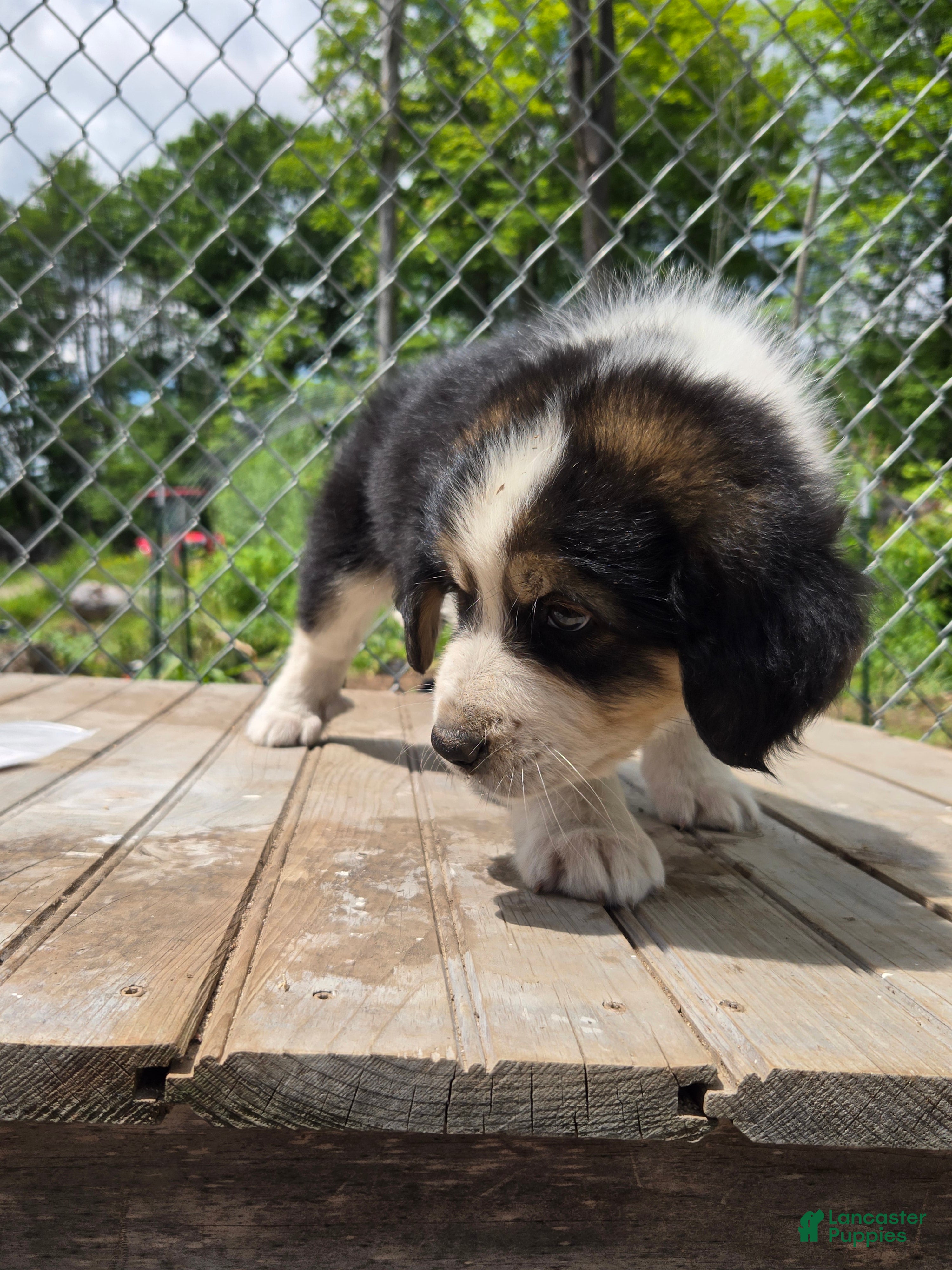 Mixed Breed dogs Phoenix - Ad 7