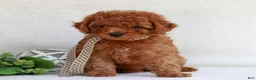 Cavapoo dogs for sale: Natasha  - Ad 3