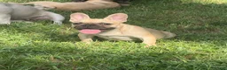 French Bulldog dogs for sale: French Bulldog 1 - Ad 1