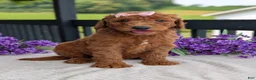 Goldendoodle dogs for sale: Miss Emmie - Ad 23