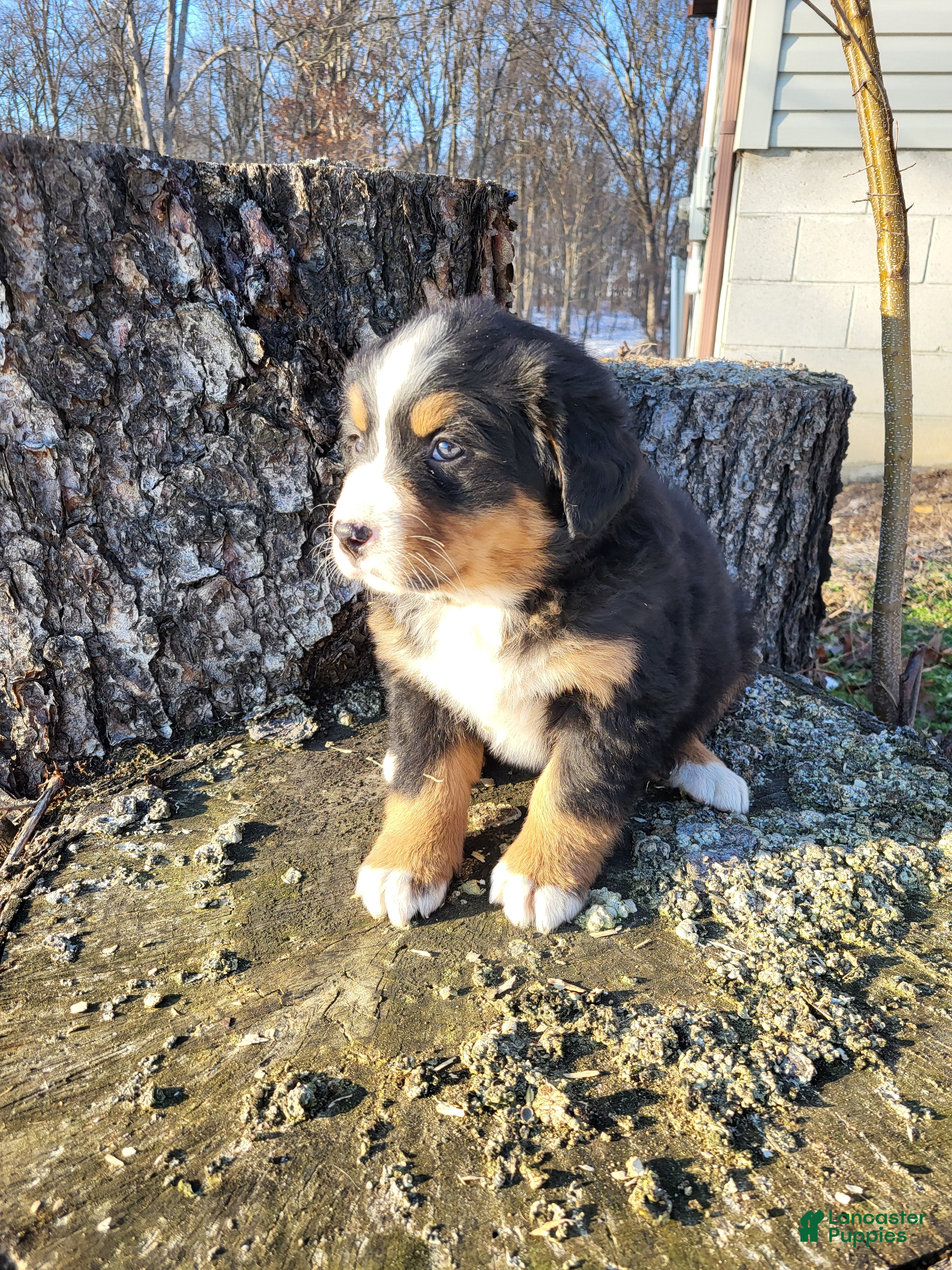 Bernese Mountain Dog dogs Chloe - Ad 2