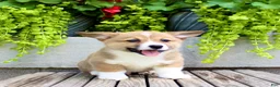 Welsh Corgi Pembroke dogs for sale: Ranger - Ad 1