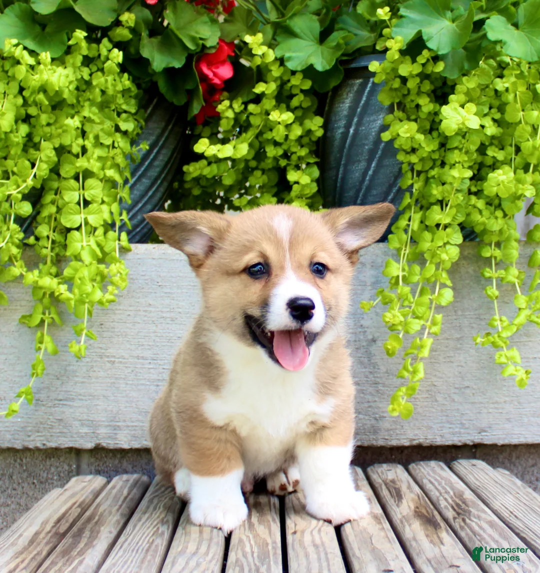 Welsh Corgi Pembroke dogs for sale: Ranger - Ad 1
