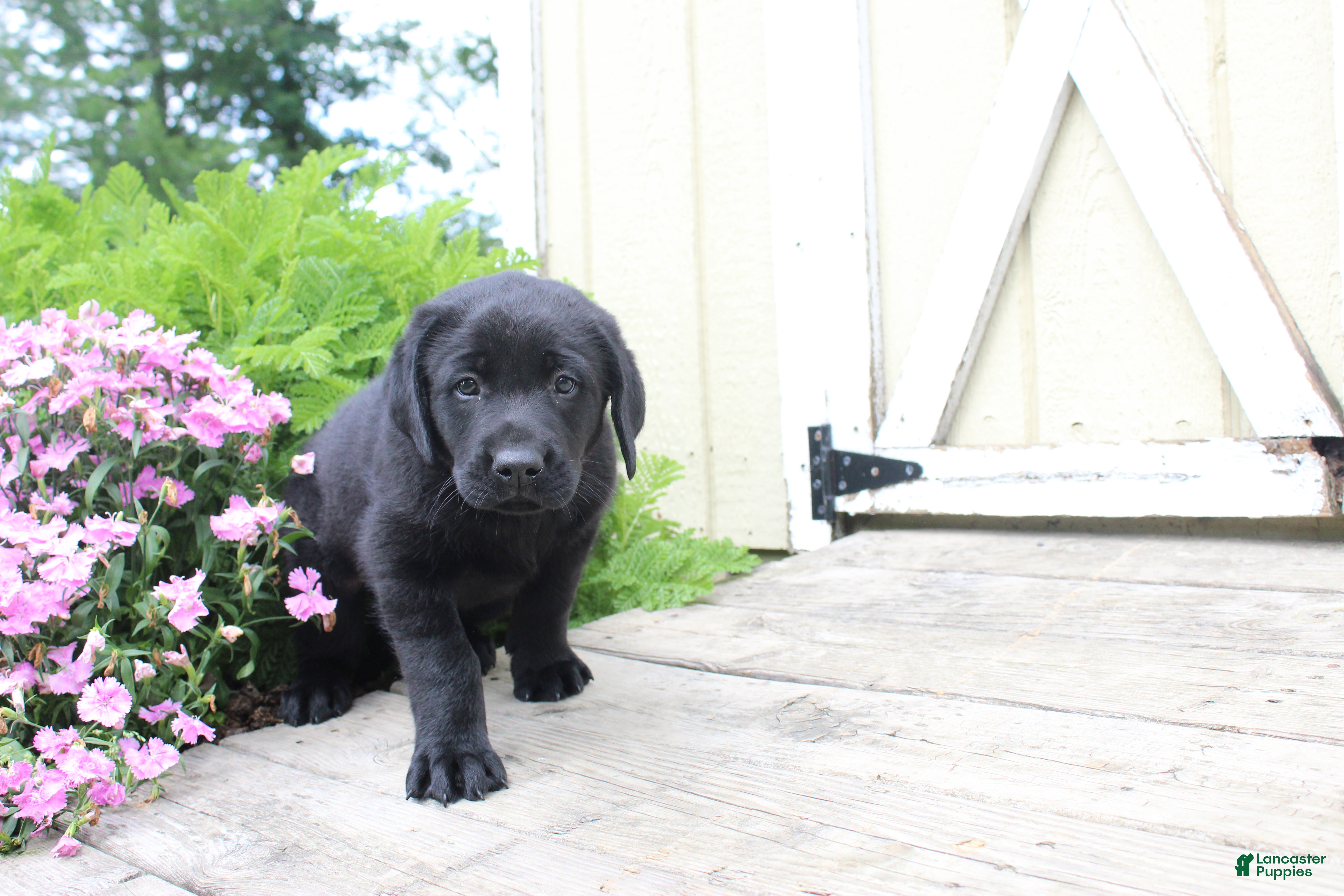 Labrador Retriever dogs Clark - Ad 1