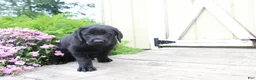 Labrador Retriever dogs for sale: Clark - Ad 1