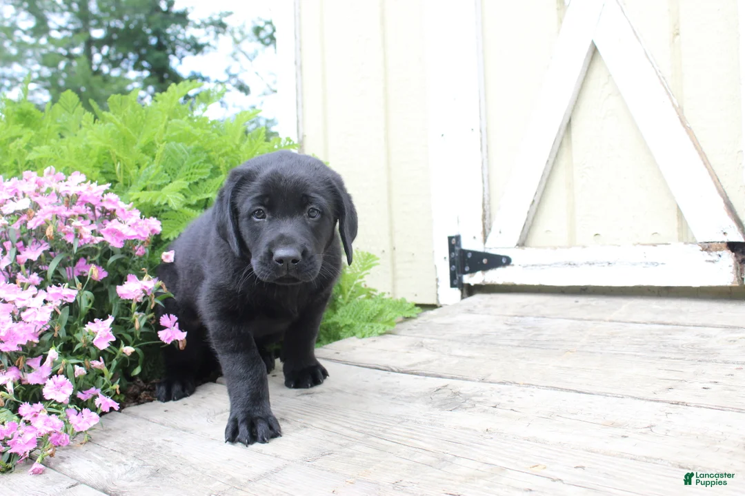 Labrador Retriever dogs for sale: Clark - Ad 1